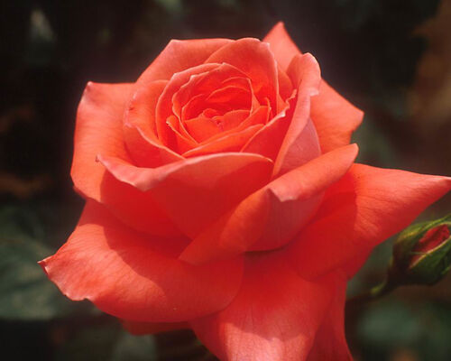 Flower2