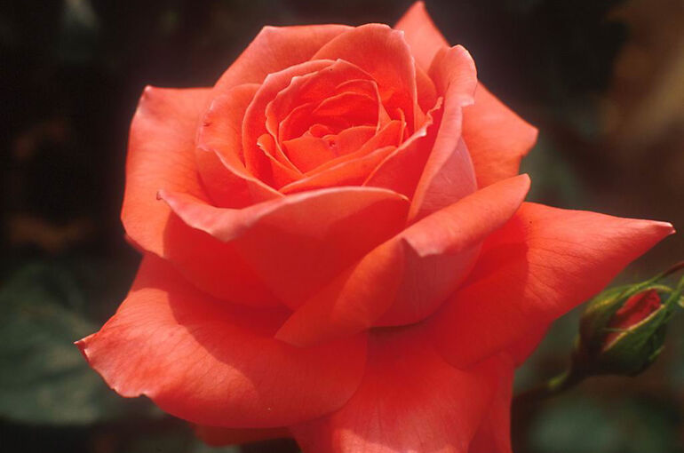 Flower2
