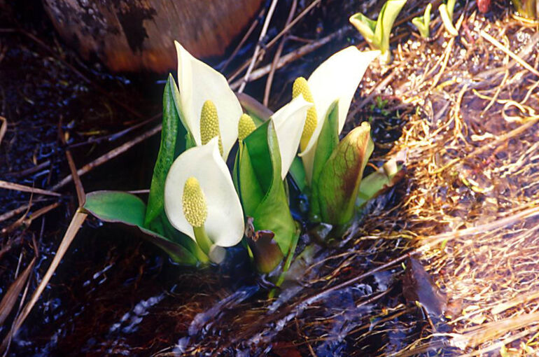 Flower1