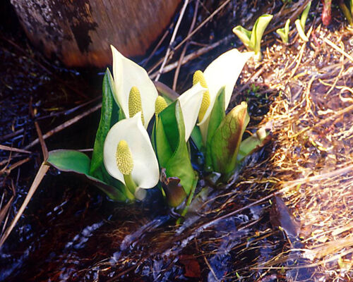 Flower1